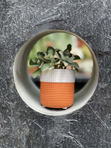A vertical shot of a small plant in a cute pot set in a hole in stone wall