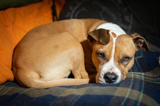 A closeup of a Staffordshire terrier lying on the couch, looking at the came