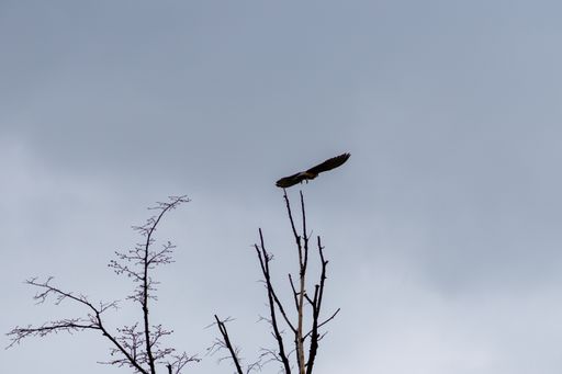 A silhouette of a bird flying over the trees in a cloudy sky