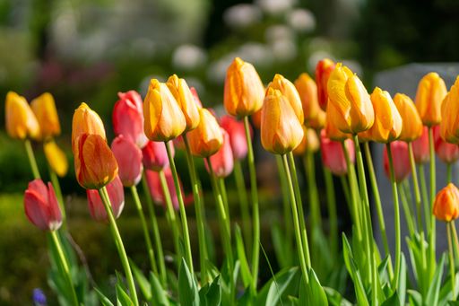 The blooming beautiful tulip flowers in a field