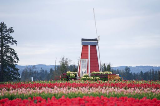 A vibrant red windmill stands in a picturesque field of diverse flowers, providing a stunning contrast of colors