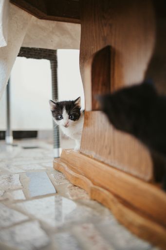 A vertical shot of cute fluffy cats staring at each other under the table