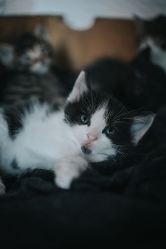 A vertical shot of a curious little black and white cat looking up with blue eyes on a blanket