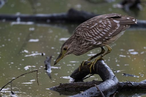 A beautiful bird perched atop a branch of a tree that is situated in a body of water
