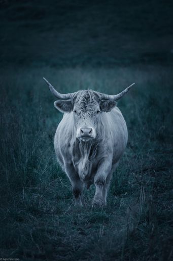 A muscular, white bull standing in a lush green pasture, its head held high and proud