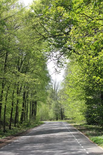 A roadway in the park with tall trees on both sides