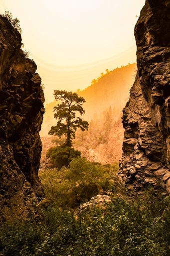 A vertical shot of a fir tree between two rocks on the burning sky background