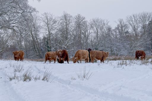 A wide angle shot of several cattle grazing behind trees during winter