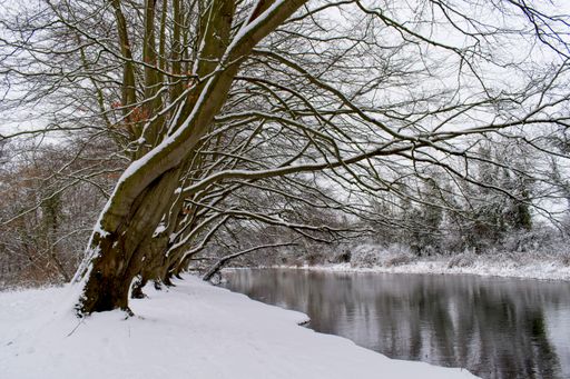 A wide angle shot of trees in front of the water covered in snow during winter