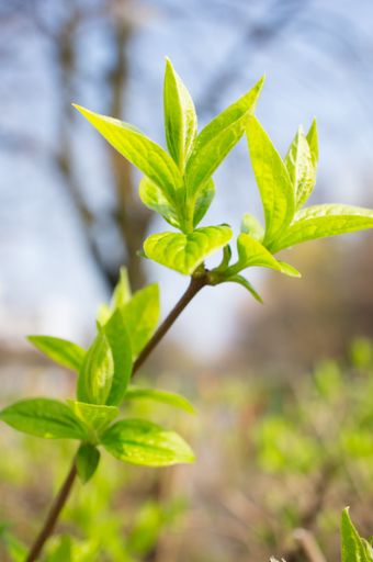A vertical shot of the branch of a blooming tree with green leaves in the park