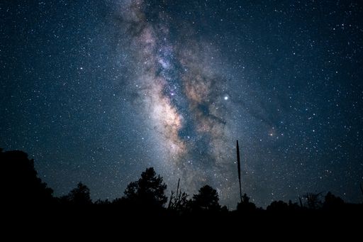 A beautiful low angle shot of a forest under a blue starry night sky