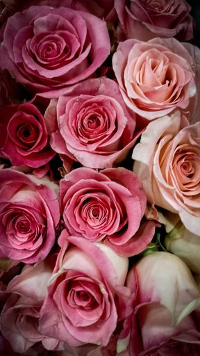 A vibrant arrangement of pink roses creating an eye-catching display of beauty