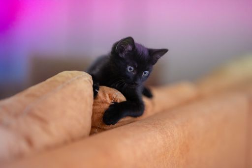 A closeup shot of a cute black kitten lying on the yellow pillows of a couch