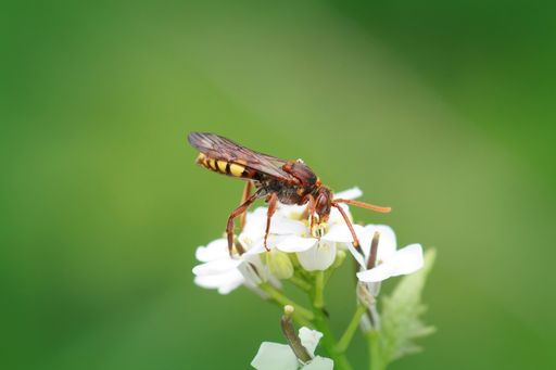 A macro shot of a Nomad bee sipping nectar from Garlic mustard flowers in a garde