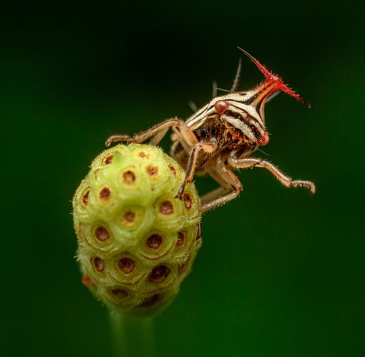 A macro shot of an insect of the membracidae family of about 5mm in size