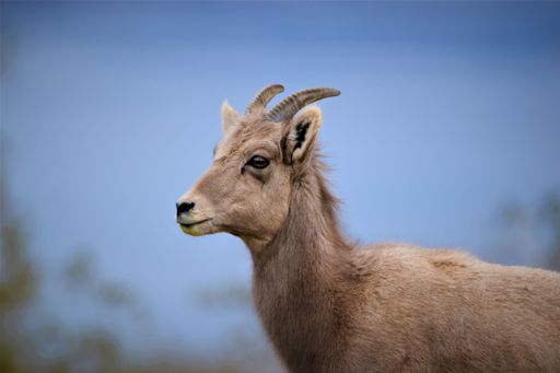 A Bighorn Sheep in Nevada Desert, Boulder City, NV