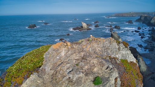 An aerial shot of falcons on Sonoma coast in CA