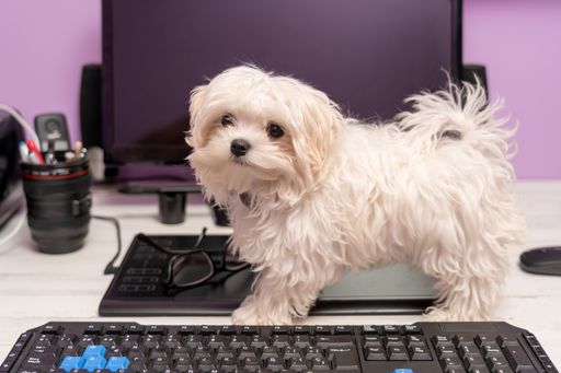 A close-up shot of  white, cute puppy standing on a computer desk