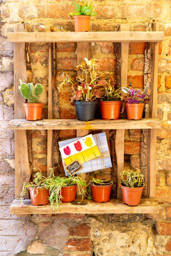 A wooden shelf with houseplants, which was made from old boards in front of a brick wall. The plants are partially dry.