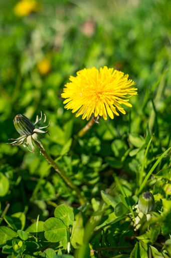 A vertical shot of a yellow common sowthistle flowers surrounded by green leaves during daylight