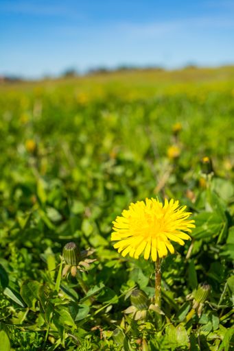 A vertical shot of a yellow common sowthistle flower surrounded by green leaves during daylight