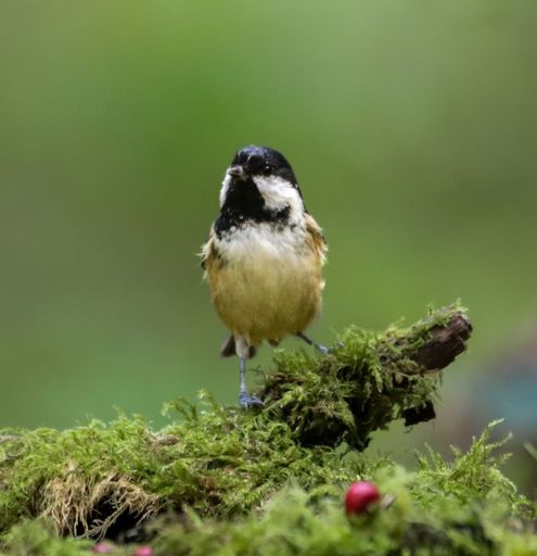 A small coal tit (Periparus ater) perched atop a moss-covered tree stump in a natural outdoor setting