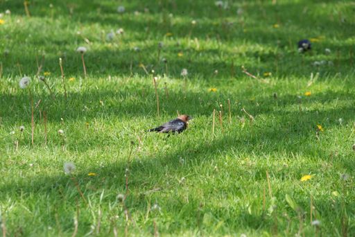 A closeup of a brown-headed cowbird in a field covered in greenery and dandelions under the sunlight