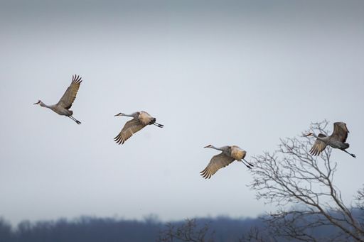 A wide shot of four Sandhill Cranes flying in a cloudy sky
