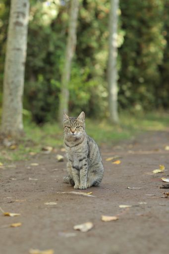 A tabby cat stands alongside a senior adult on the side of the street