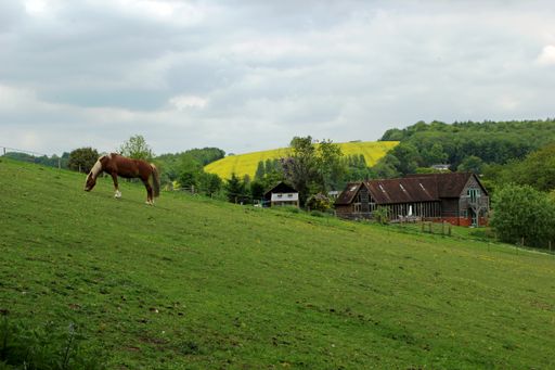 A beautiful rural landscape with a horse grazing on a green pasture