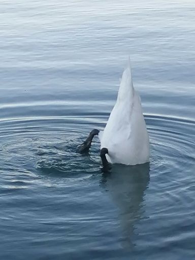 A white duck is gliding across the pristine lake waters, creating ripples in its wake