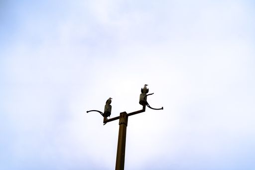 A low angle shot of birds standing on a utility pole with a clear white sky in the background