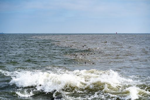 A beautiful shot of birds flying over the water surface