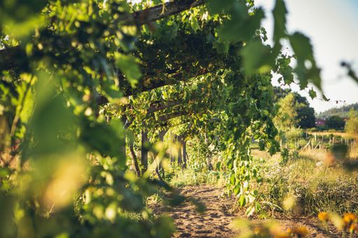 A walkway through the vineyards on a sunny day