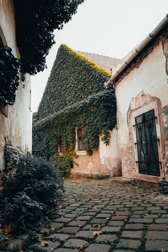 Two buildings with lush green bushes planted along the sides of a narrow alleyway