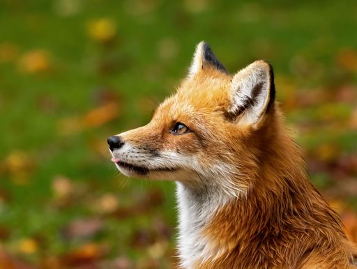 A selective focus shot of an adorable red fox on a lush green field