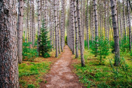A scenic pathway in a forested area surrounded by tall trees, leading off into the distance