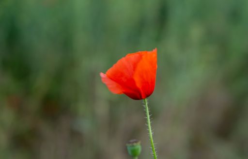 A selective focus shot of red poppy in a field