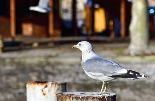 A seagull perched on a log