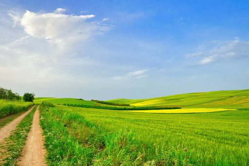 A beautiful sunny field of bright green grass next to a narrow dirt road with grass growing in the middle