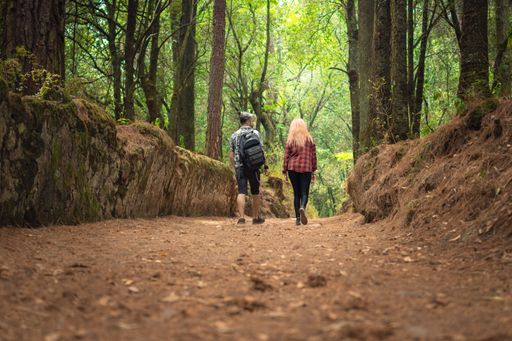 A back view of a couple walking through a forest