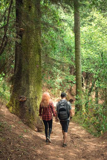 A vertical back view of a couple walking through a forest