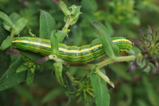 A closeup of a caterpillar of Goldenrod Hooded Owlet (Cucullia asteroides) hiding in the vegetation