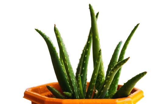 Live aloe Vera plant in front of white background with water droplets