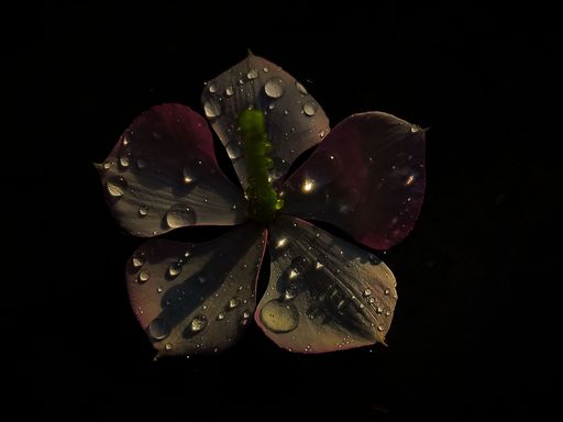 A single flower illuminated in the dark night, with rain droplets on its petals.