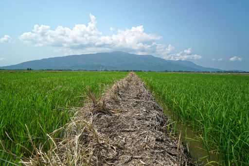 A scenic landscape featuring a lush green meadow with a majestic mountain range in the backdrop and a small puddle of water in the foreground