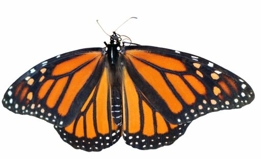 A beautiful Monarc butterfly  on a white background