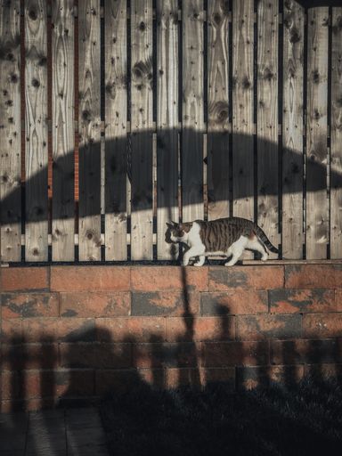 The cat walking on the wall with shadow of bars and man holding an umbrella