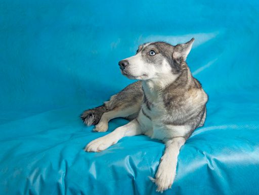 A gey and white husky dog with blue eyes on a blue background