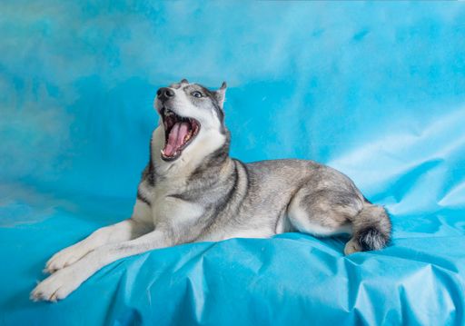 A gey and white husky dog with blue eyes on a blue background